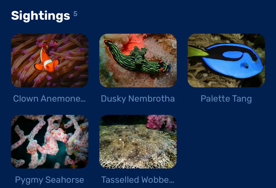 Five species logged on one dive: clown anemonefish, dusky nembrotha, palette tang, pygmy seahorse and tasselled wobbegong
